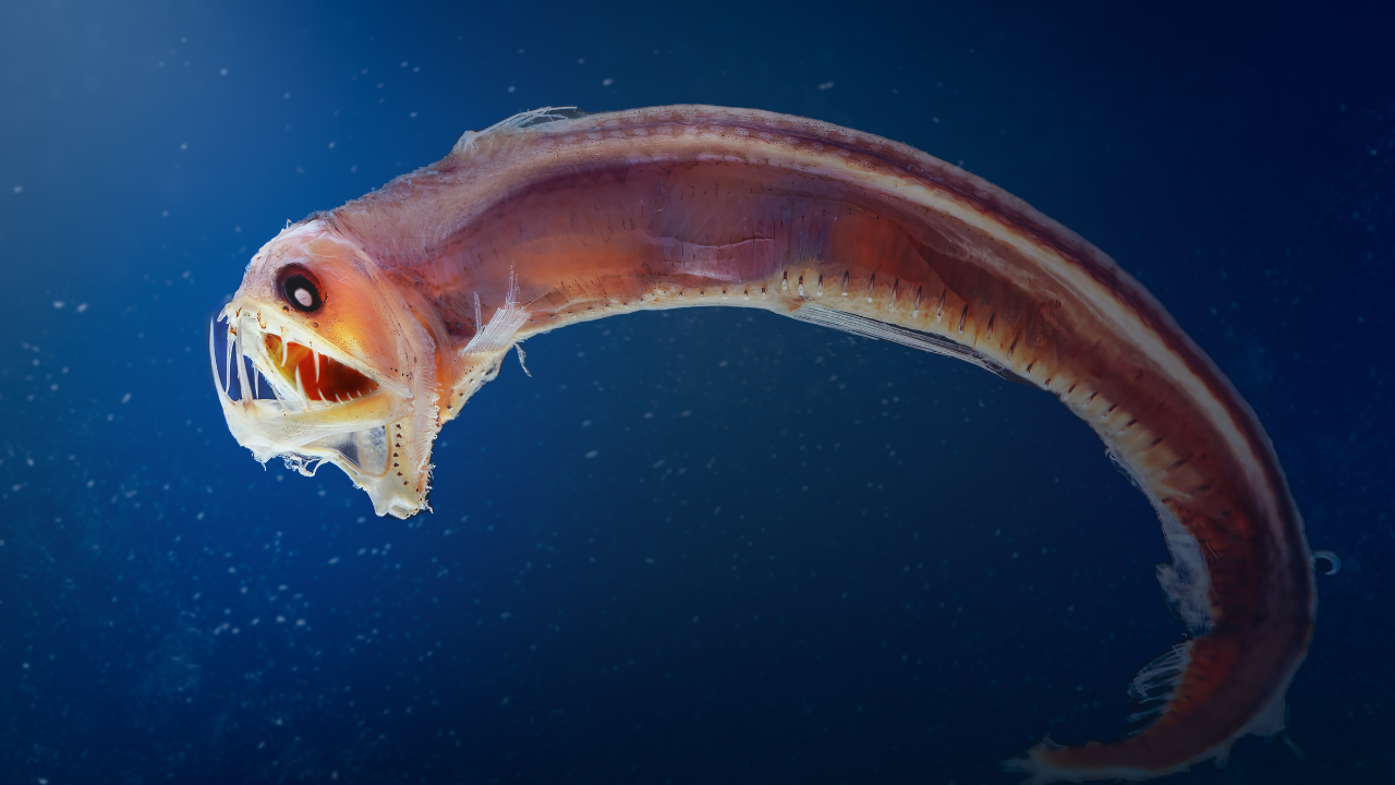 10 Creatures of the Mariana Trench So Terrifying, You’ll Wish They ...