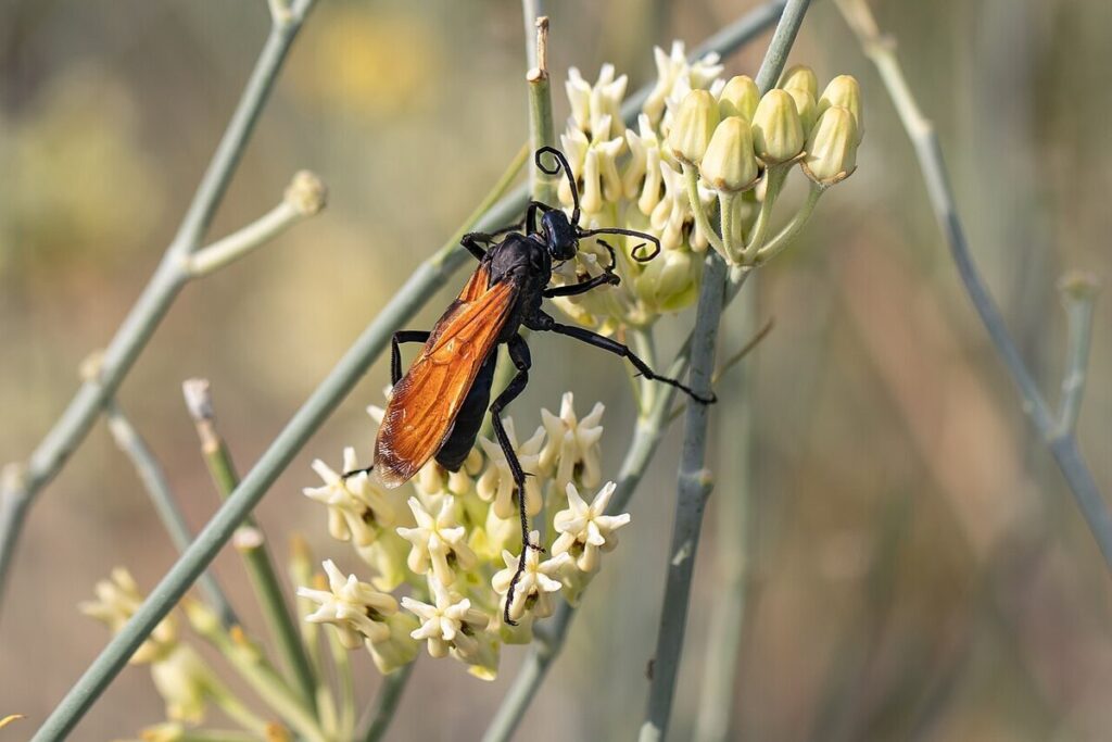 The Scariest Types of Insects in the World | animalplanethq.com