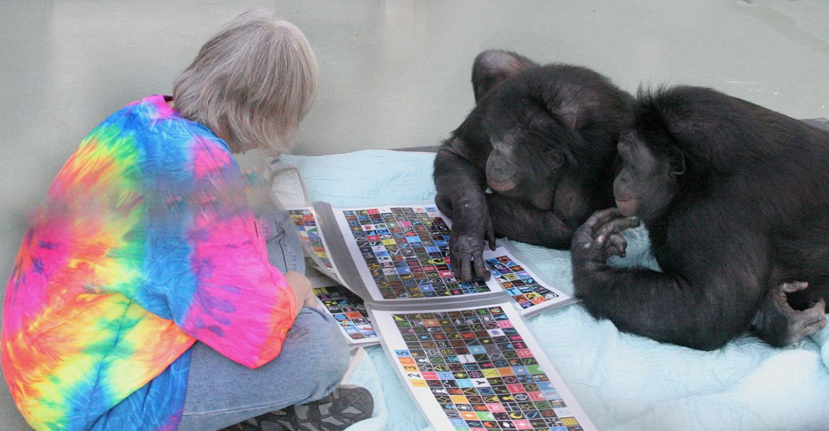 Decades of Teaching Apes Sign Language – Yet They’ve Never Asked Humans ...