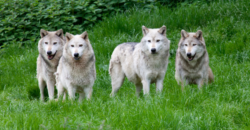 11 Fascinating Facts About Wolves You Probably Didn’t Know ...