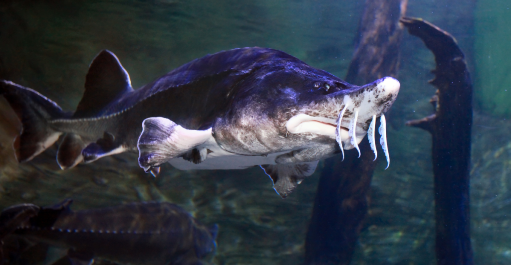 12 Largest Fish in the World and Where to Find Them | animalplanethq.com