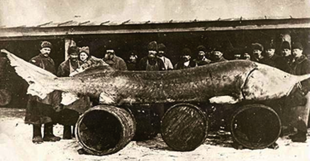 12 Largest Fish Ever Caught – Record-Setting Giants | animalplanethq.com