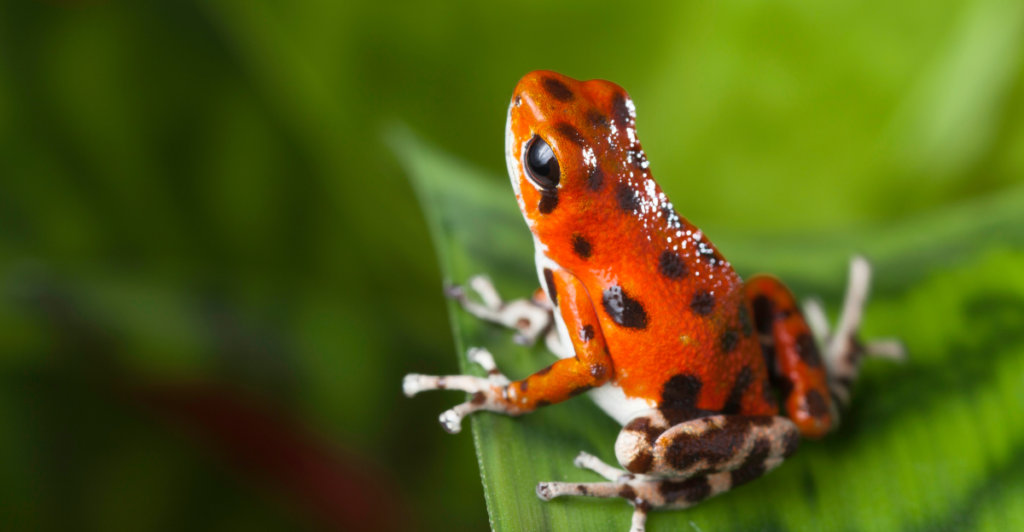 The 10 Most Poisonous Frogs in the World | animalplanethq.com