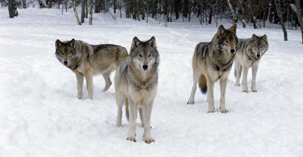 11 Fascinating Facts About Wolves You Probably Didn’t Know ...