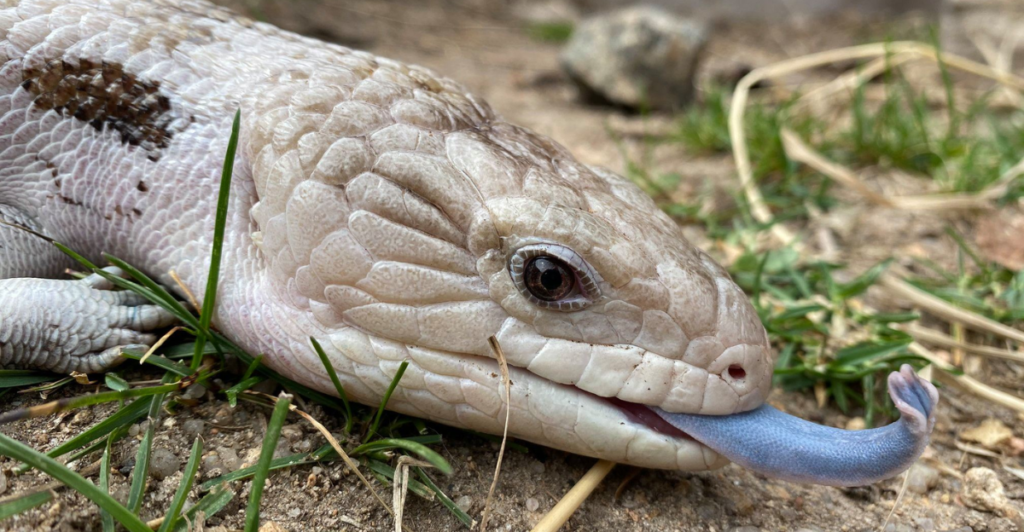 16 Inch Lizards Top 13 Best Giant Pet Lizards You Can Own | animalplanethq.com