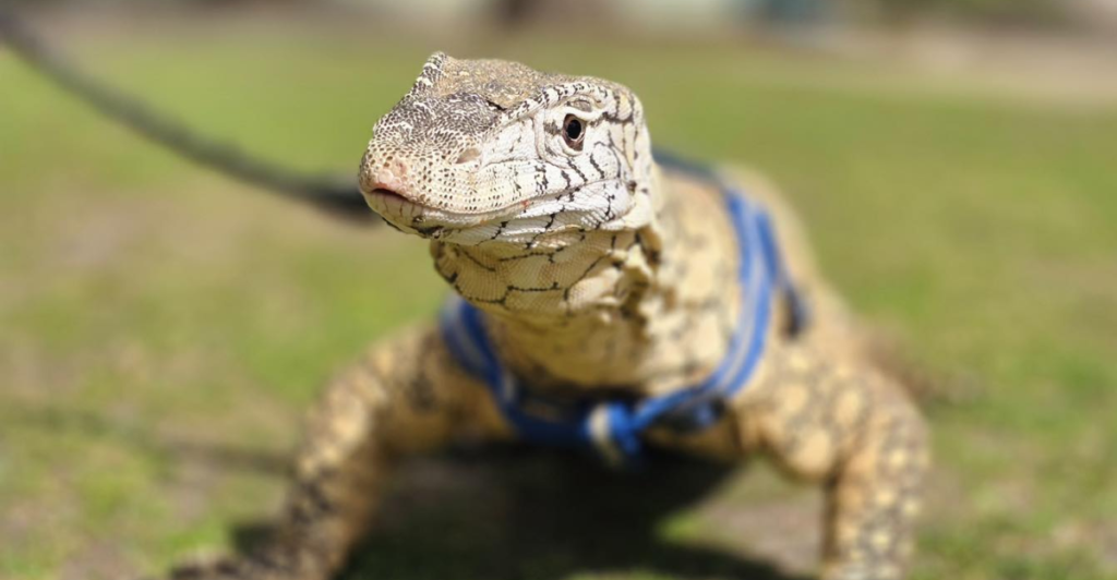 Top 13 Best Giant Pet Lizards You Can Own | animalplanethq.com