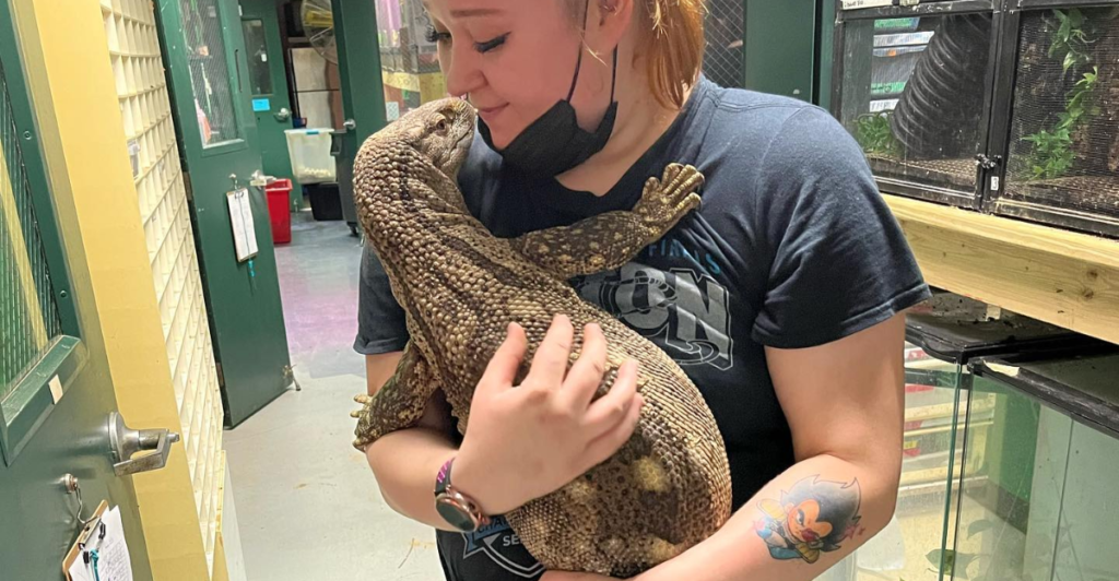 16 Inch Lizards Top 13 Best Giant Pet Lizards You Can Own | animalplanethq.com