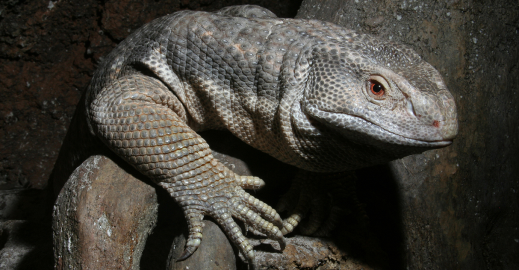 16 Inch Lizards Top 13 Best Giant Pet Lizards You Can Own | animalplanethq.com