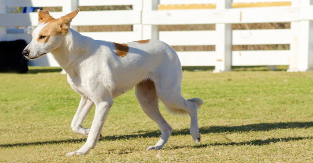 12-arabic-dog-breeds-built-for-resilience-animalplanethq