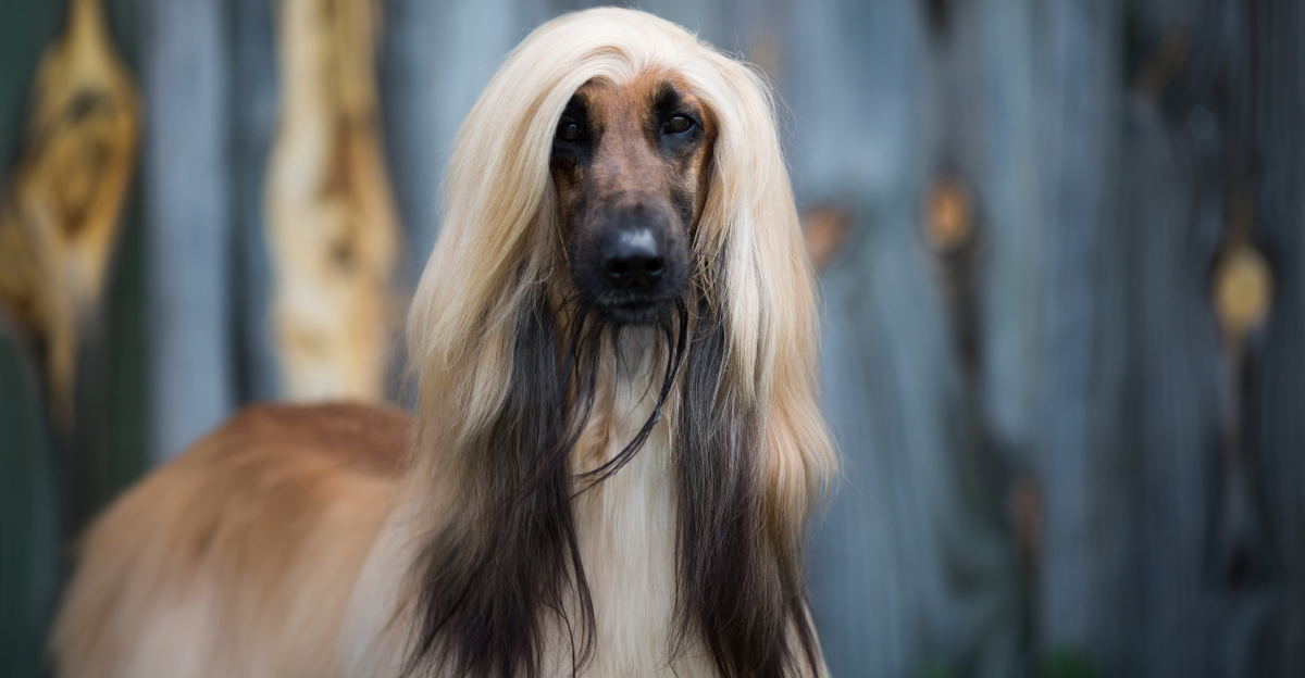12-arabic-dog-breeds-built-for-resilience-animalplanethq