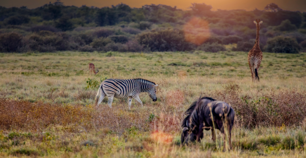 Top 11 Most Dangerous Animals in Africa | animalplanethq.com