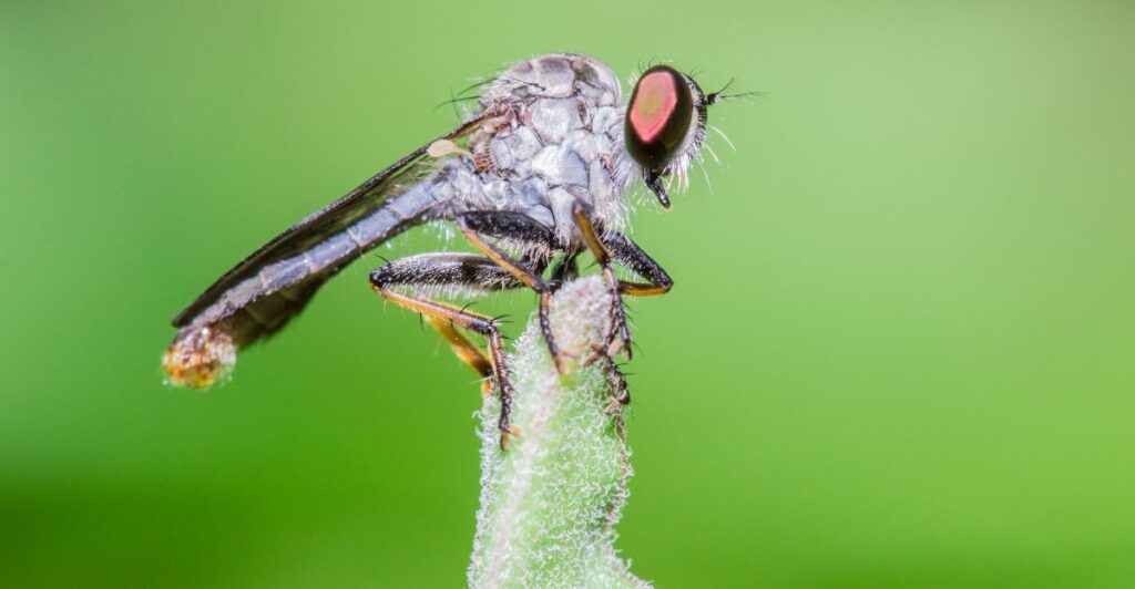 Duckling Insects America’s Top 11 Giant Insects And Where To Find Them | animalplanethq.com