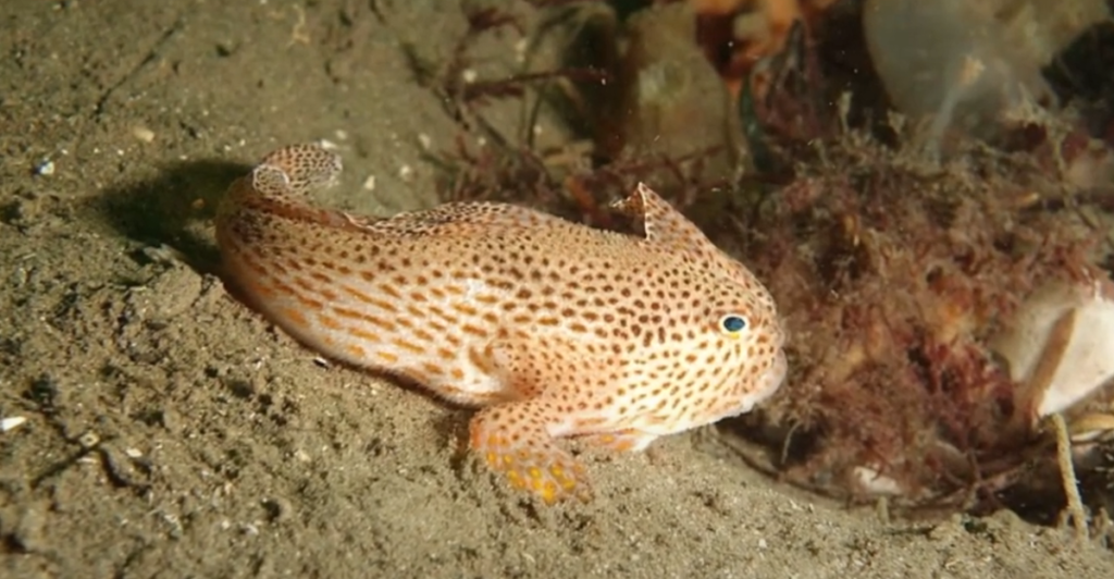 Rarest Fish Spotted 12 Rare And Exotic Fish Species You Won’t Find In Most Aquariums ...