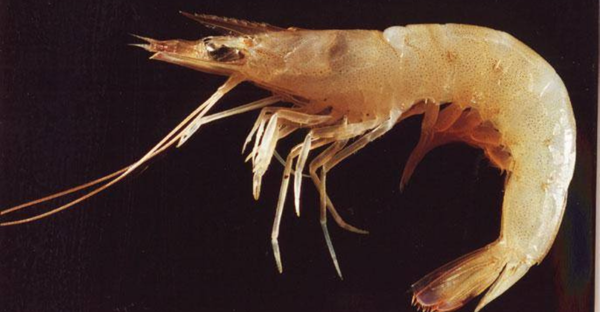 These 11 Massive Prawn And Shrimp Species Redefine What “Jumbo” Really ...