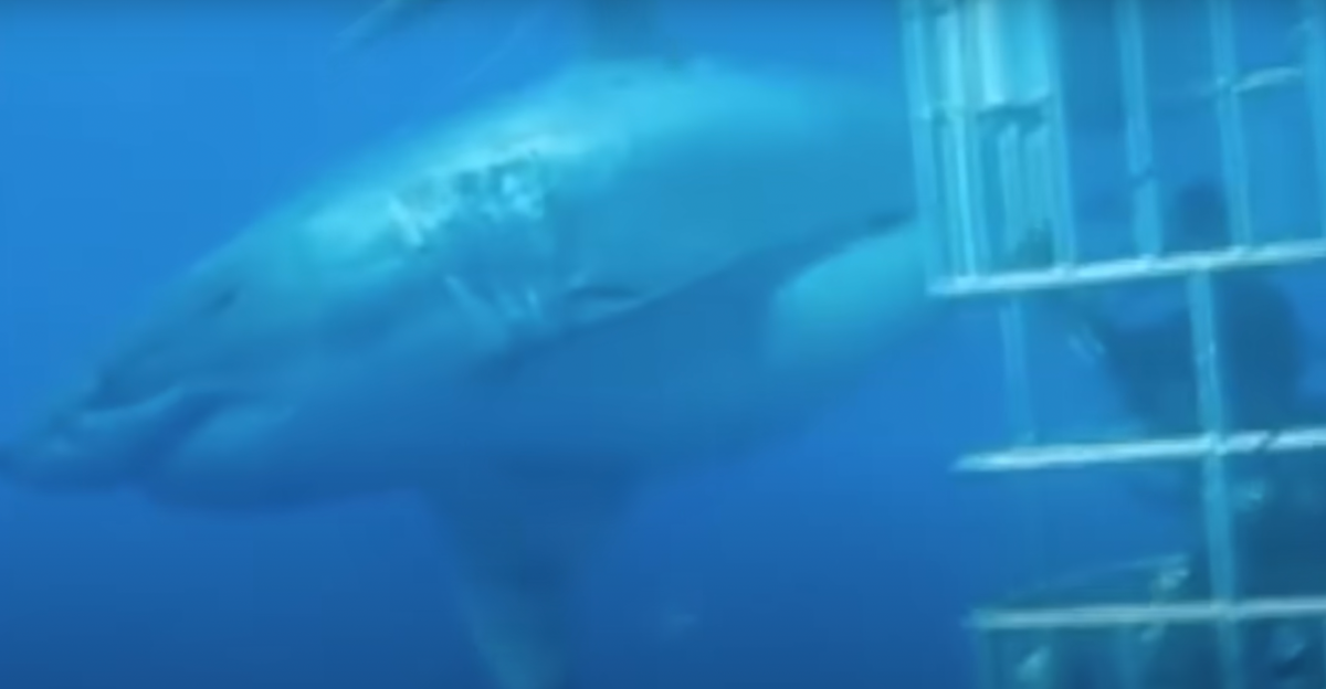Concerns Mount As Largest Great White Shark Ever Recorded Heads For US ...
