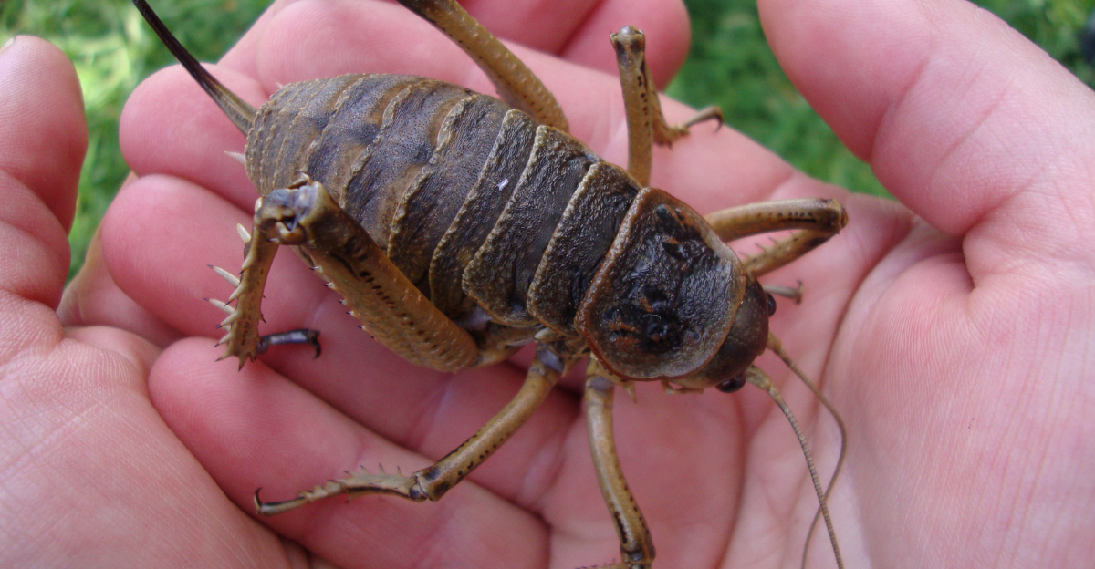 Ameca Insect America’s Top 11 Giant Insects And Where To Find Them | animalplanethq.com