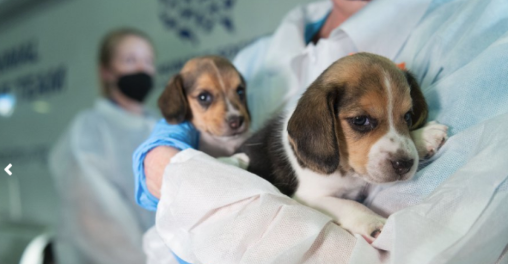 4,000 Beagles Rescued From Lab Testing by the Human World for Animals ...