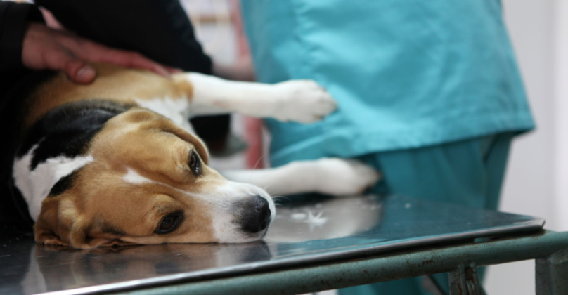 4,000 Beagles Rescued From Lab Testing by the Human World for Animals ...