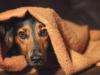 Is Your Dog Anxious? Understanding the Causes and How to Help