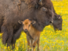 Researchers Discover Yellowstone Bison Are All Inbred