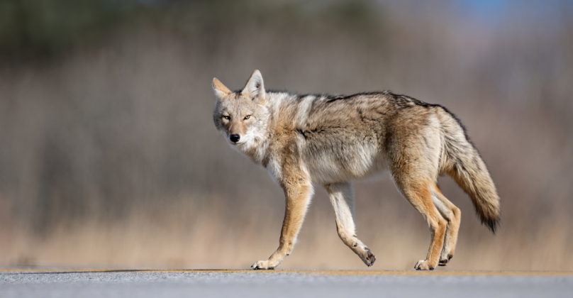 The 9 Most Fascinating Creatures of the American Southwest ...