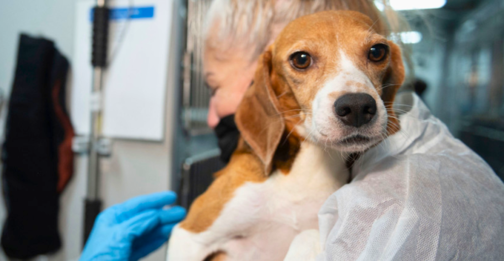 4,000 Beagles Rescued From Lab Testing by the Human World for Animals ...