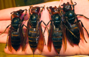 Asian Hornets Are Wreaking Havoc – Eating 1,400 Insect Species