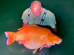 Invasive Species Cleanup Costs Surge $240M Following ‘Megalodon’ Goldfish Find