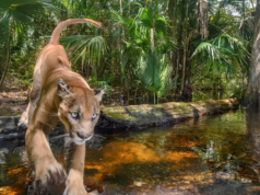 The Complex History of the Florida Panther—A Symbol of Admiration and Controversy
