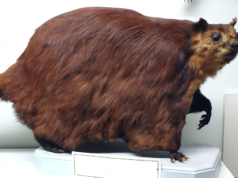 Ancient Flying Squirrels the Size of Cats Once Roamed Tennessee