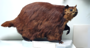 Ancient Flying Squirrels the Size of Cats Once Roamed Tennessee