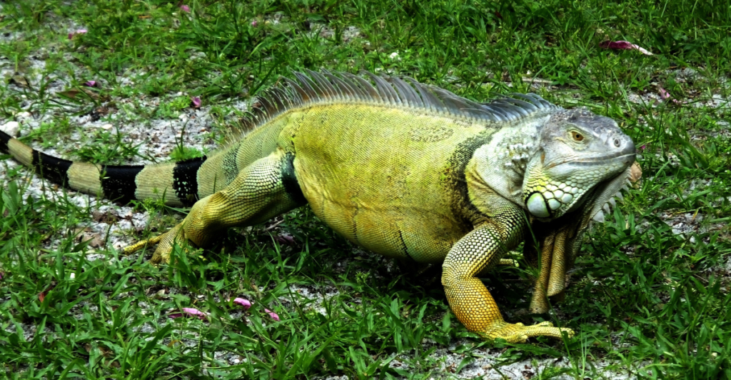 10 Invasive Species That Are Threatening America’s Ecosystems ...