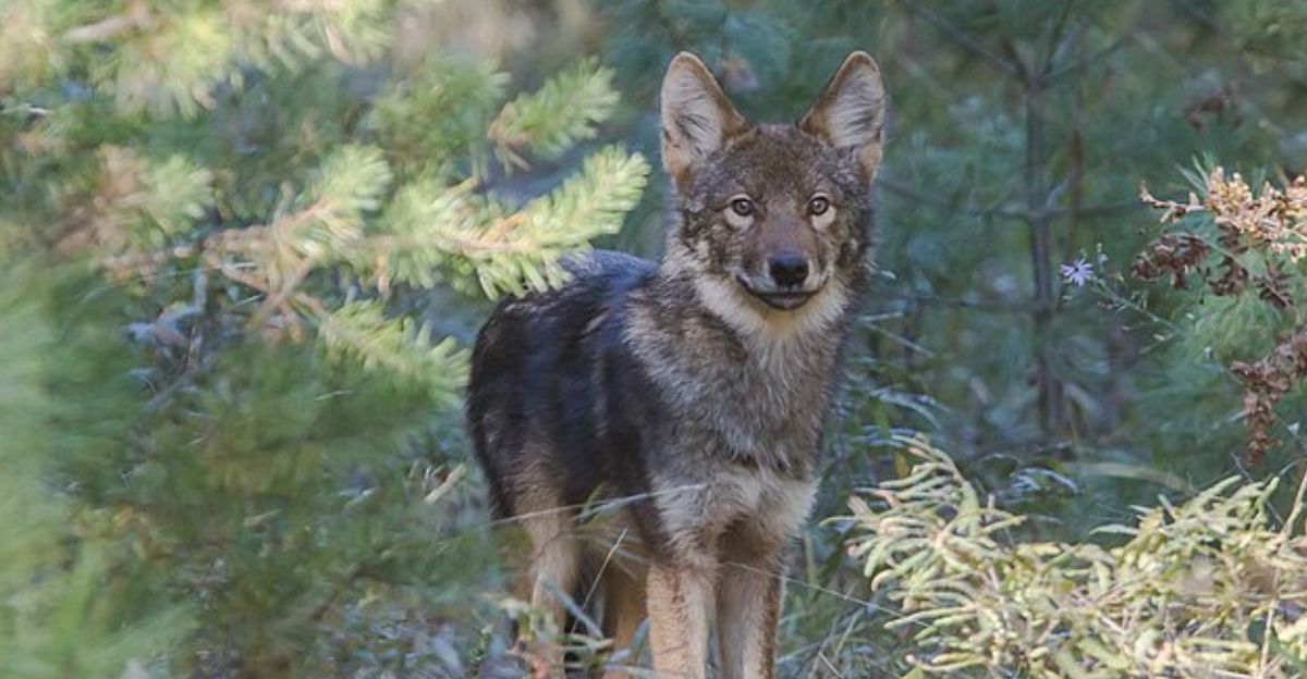 Top 9 Rarest Wolves in the World | animalplanethq.com