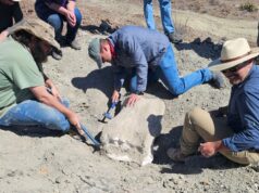 New Fossil from Prehistoric Giant Found in Texas National Park