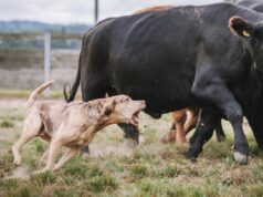 7 Lost Dog Breeds That Were Essential to the American West