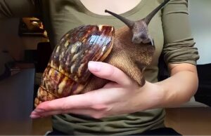 9 Giant African Species Freely Roaming America