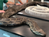 Florida Pythons Undergo Rare Mutation After Once-In-A-Century Weather