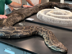 Florida Pythons Undergo Rare Mutation After Once-In-A-Century Weather