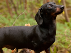 Dachshund Survives 16 Months Alone in the Aussie Wilderness