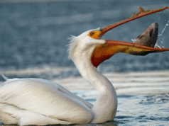 8 Strongest Birds in the World That Can Crush Bones