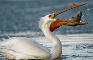 8 Strongest Birds in the World That Can Crush Bones