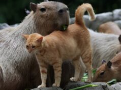 The 14 Kindest Animals in the World