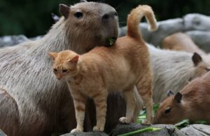 The 14 Kindest Animals in the World