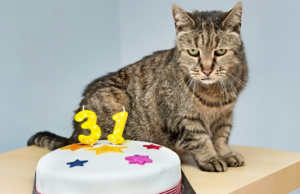 9 Cats That Will Stick With You for Decades