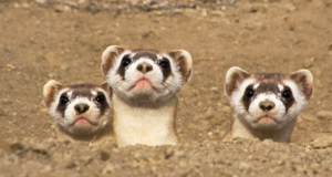 9 American Animals You Might Never See Again