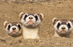 9 American Animals You Might Never See Again