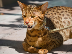 9 Most Expensive Exotic Pets in the World