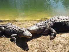 The Everglades’ Reintroduced Alligators Set Off a Chain Reaction—Offsetting Miami’s CO2 Emissions