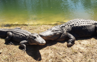 The Everglades’ Reintroduced Alligators Set Off a Chain Reaction—Offsetting Miami’s CO2 Emissions