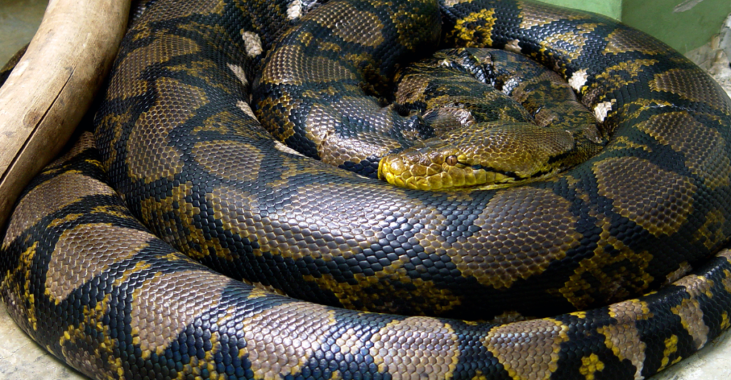 9 Useless or Bizarre Body Parts Found in Animals | animalplanethq.com